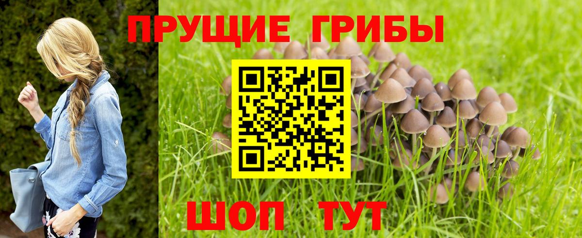 Псилоцибиновые грибы Psilocybine cubensis Лесосибирск